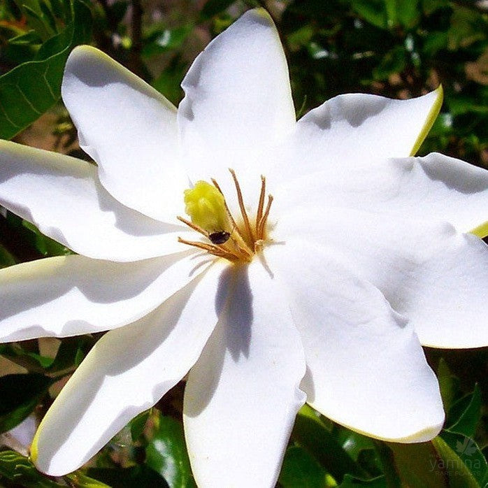 Gardenia thunbergia 1