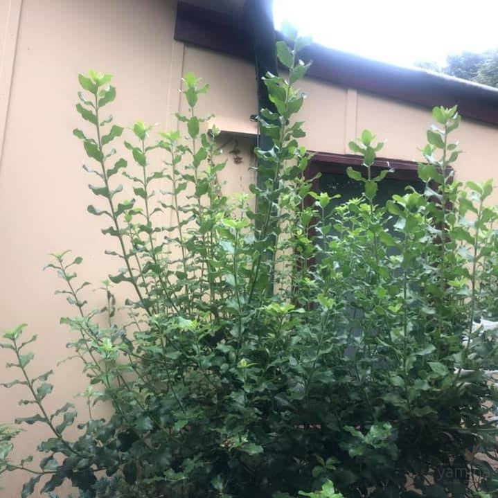 Garrya elliptica Evie 1