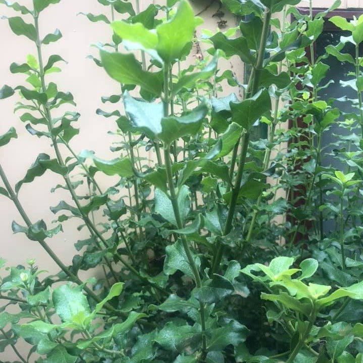 Garrya elliptica Evie 2