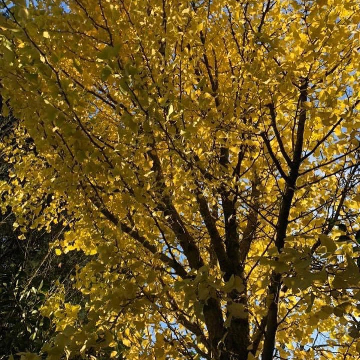 Ginkgo biloba Autumn Gold 1