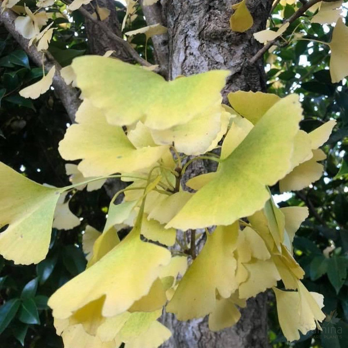 Ginkgo biloba Autumn Gold 2