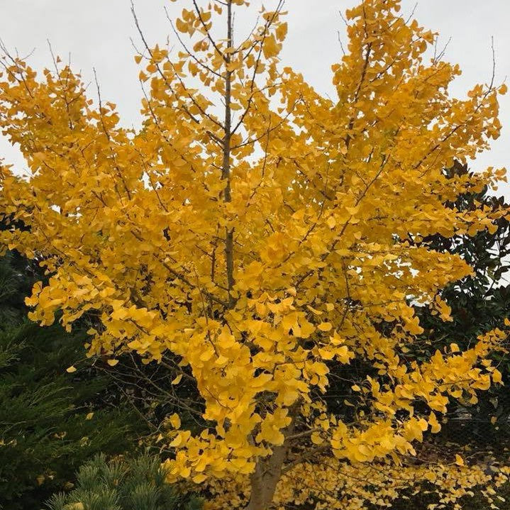 Ginkgo biloba Flagstaff 1