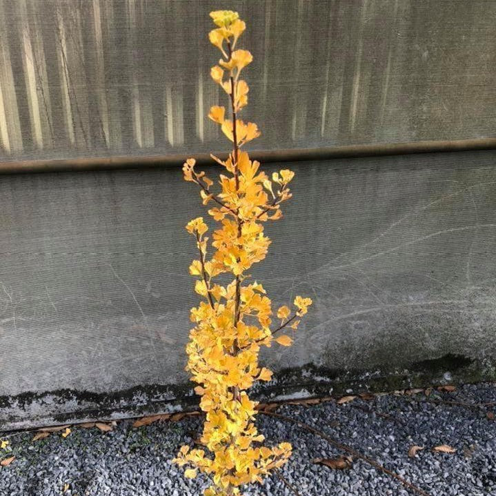 Ginkgo biloba Lemonlime Spire 1