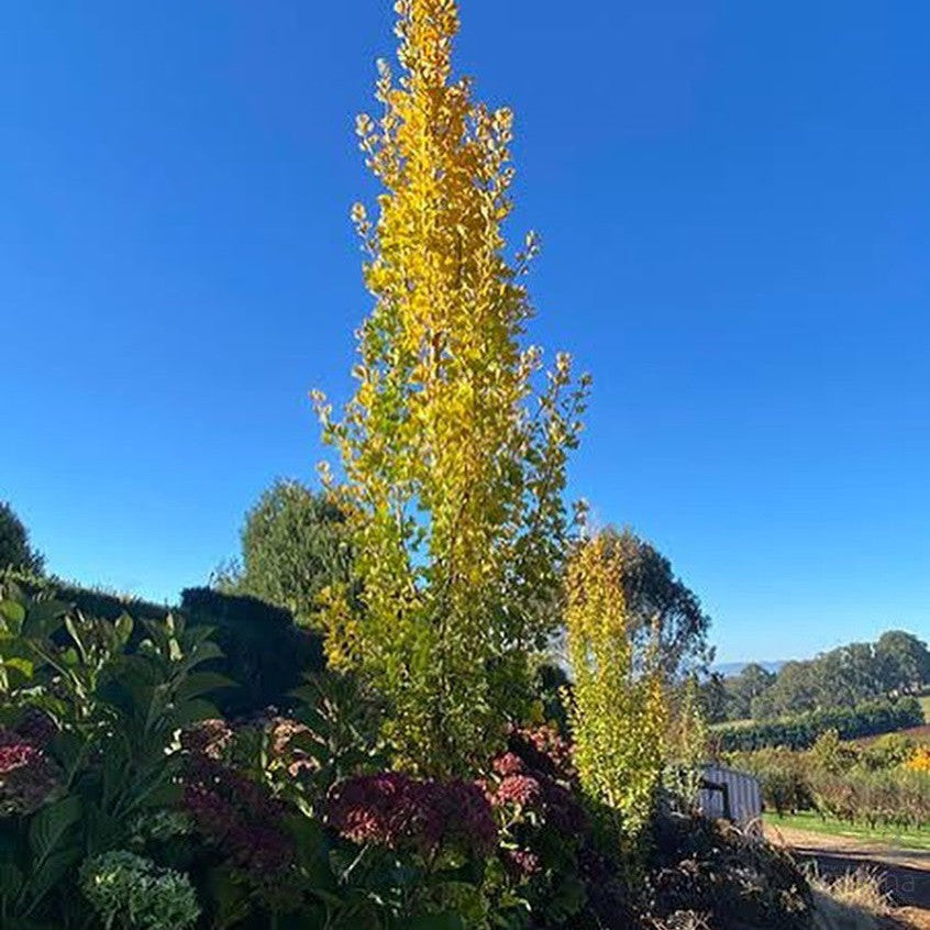 Ginkgo biloba Lemonlime Spire 2