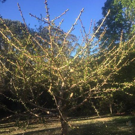 Ginkgo biloba Mariken 3