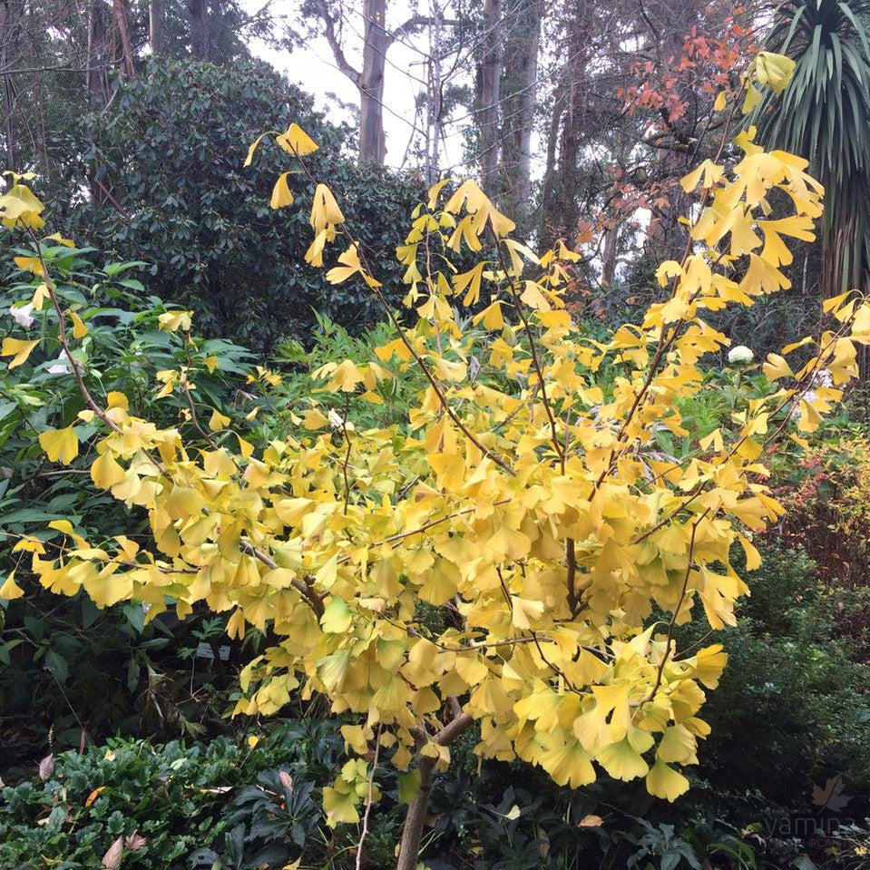 Ginkgo biloba Pendula 2