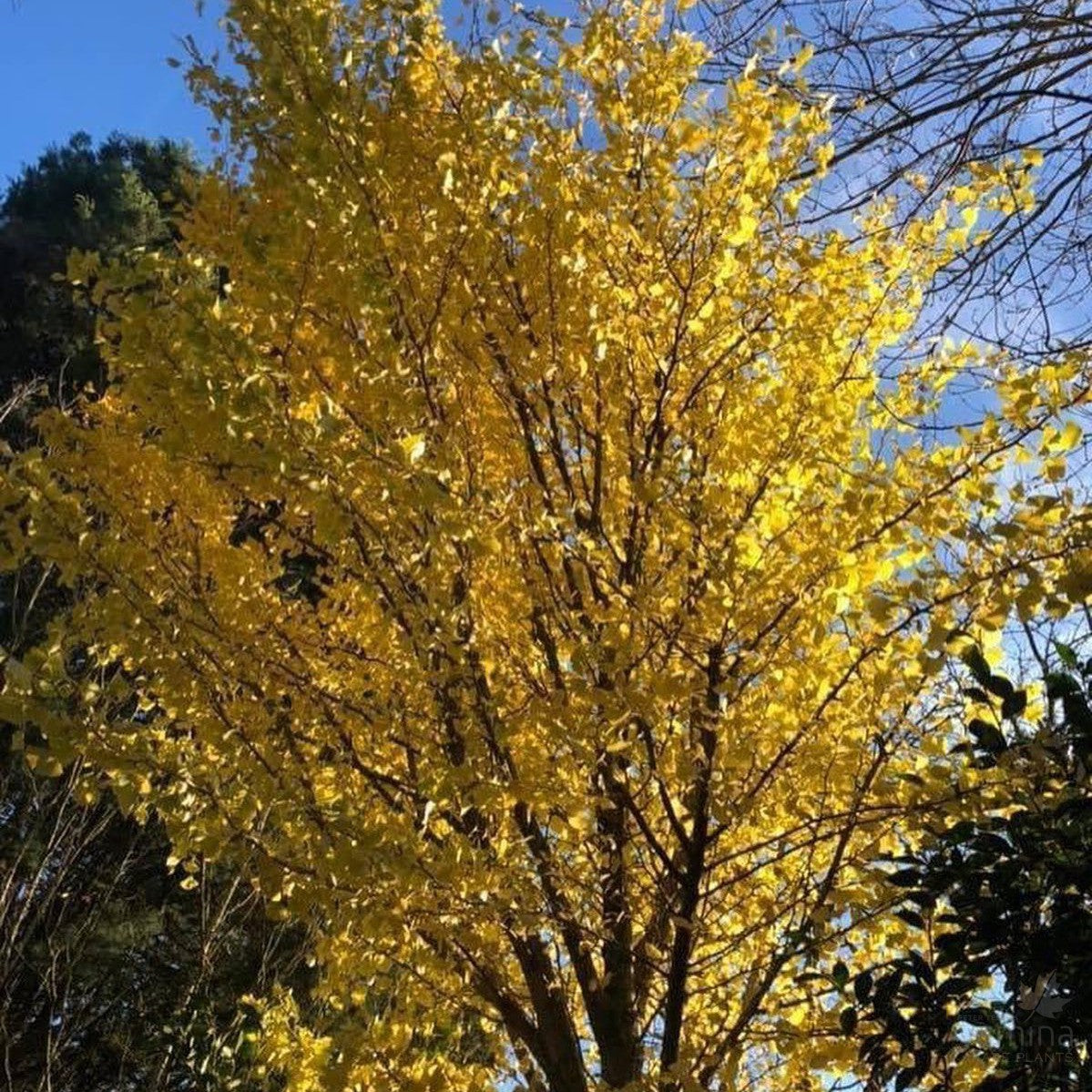 Ginkgo biloba Saratoga (male) 3