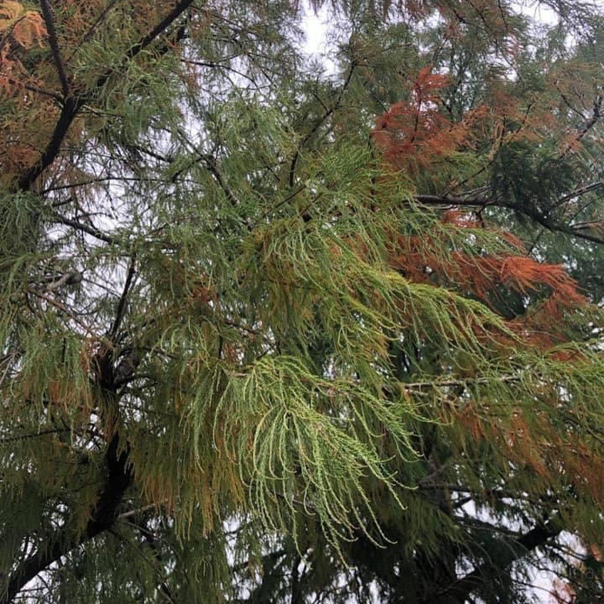 Glyptostrobus pensilis 1