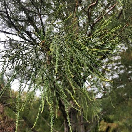 Glyptostrobus pensilis 2