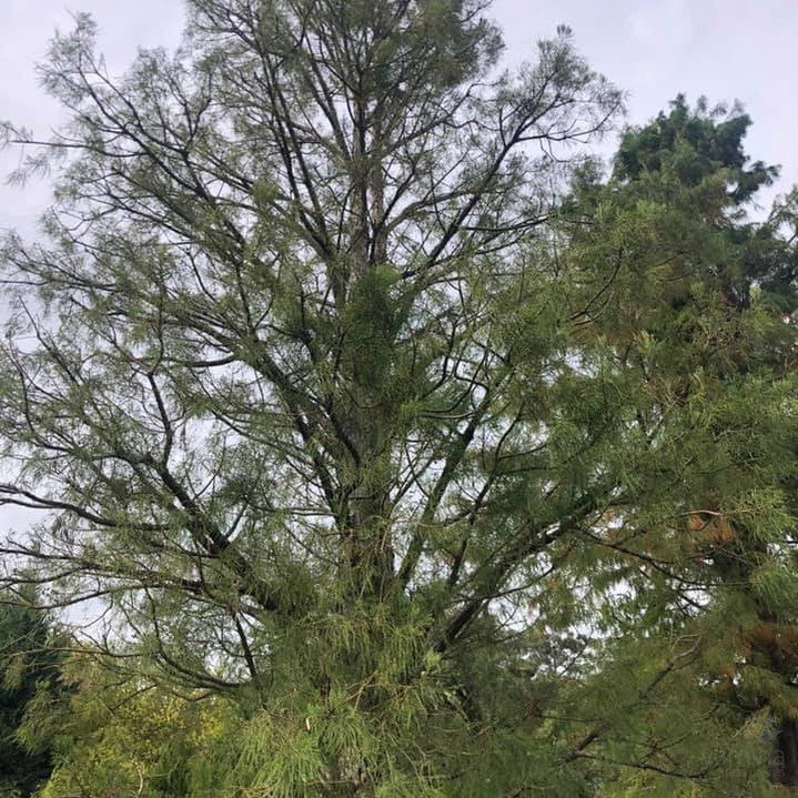 Glyptostrobus pensilis 3