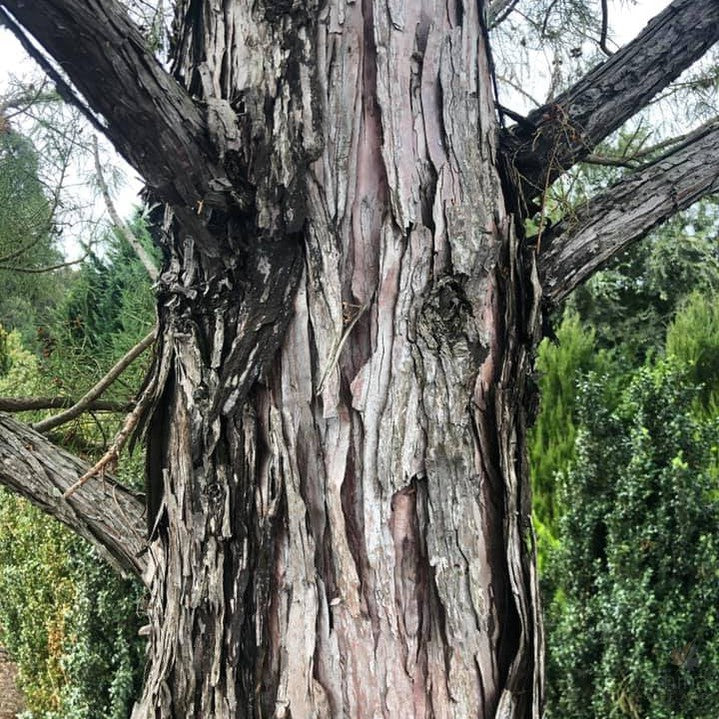 Glyptostrobus pensilis 4