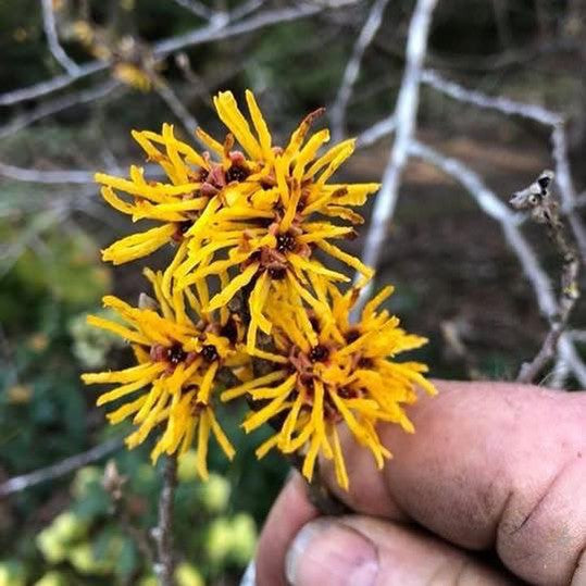 Hamamelis mollis Brevipetala-Yamina Rare Plants