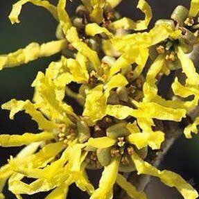 Hamamelis japonica Zuccariniana 1