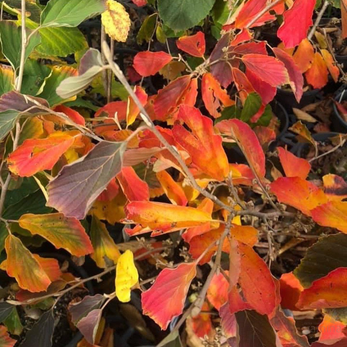 Hamamelis x intermedia Arnold Promise 1