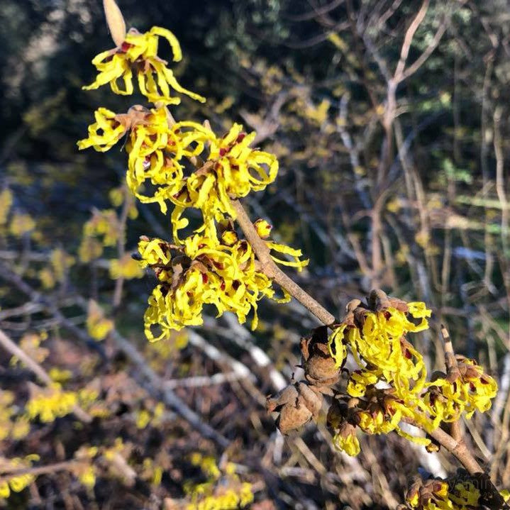 Hamamelis x intermedia Arnold Promise 2