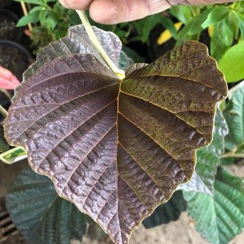 Hamamelis x intermedia Autumn Fire-Yamina Rare Plants