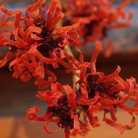 Hamamelis x intermedia Dianne 1