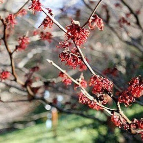 Hamamelis x intermedia Dianne 2