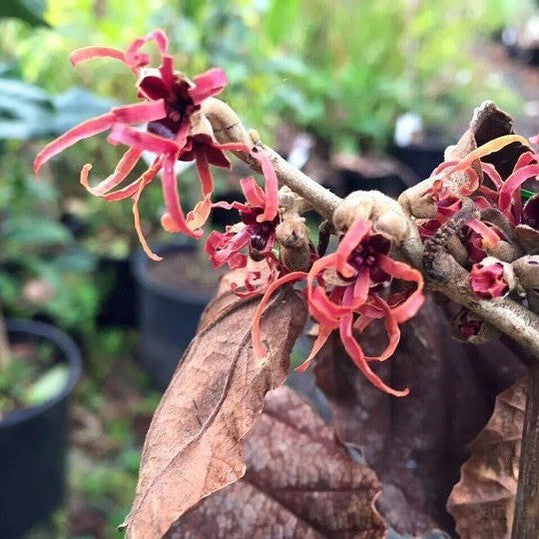 Hamamelis x intermedia Dianne 3