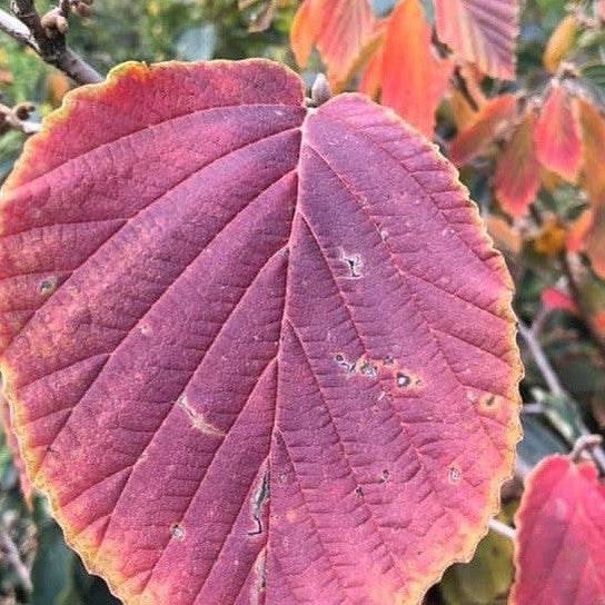 Hamamelis x intermedia Dianne 4