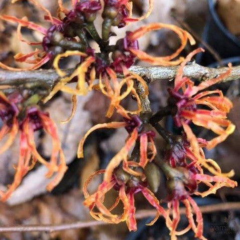 Hamamelis x intermedia Jelena 1