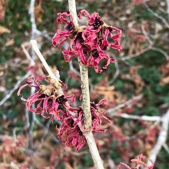 Hamamelis x intermedia Ruby Glow 1