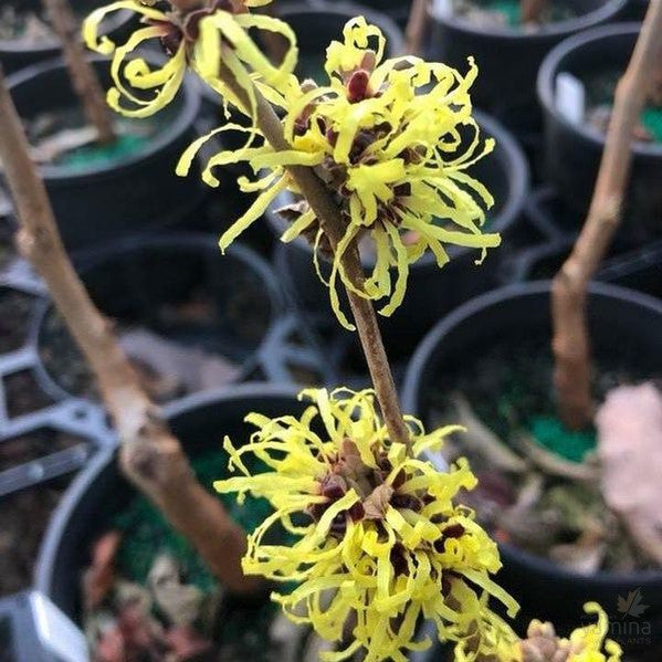 Hamamelis x intermedia Sunburst 1