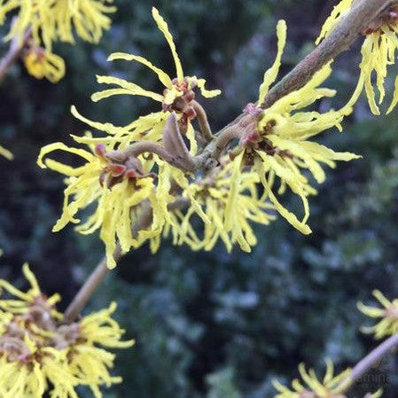 Hamamelis x intermedia Sunburst 2