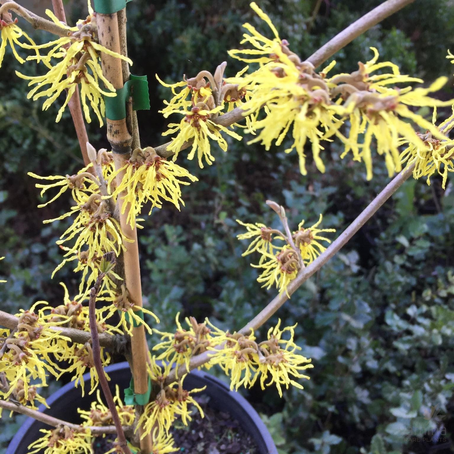 Hamamelis x intermedia Sunburst 3