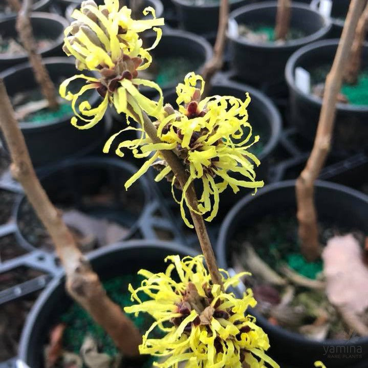 Hamamelis x intermedia Sunburst 4