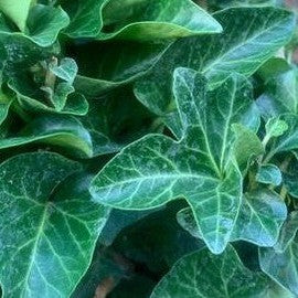 Hedera helix Congesta