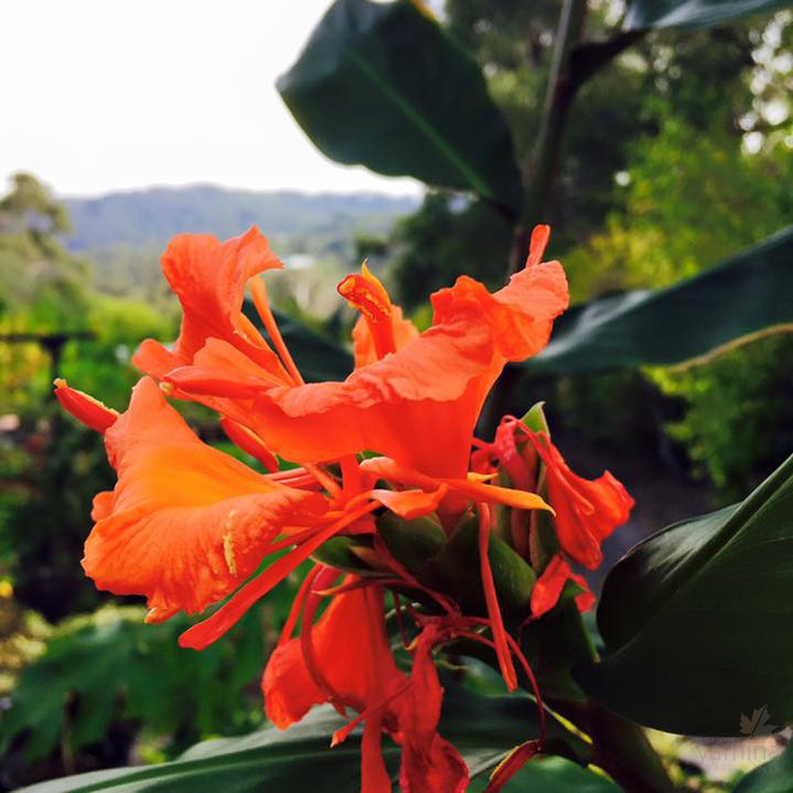Hedychium greenei 14cm 1