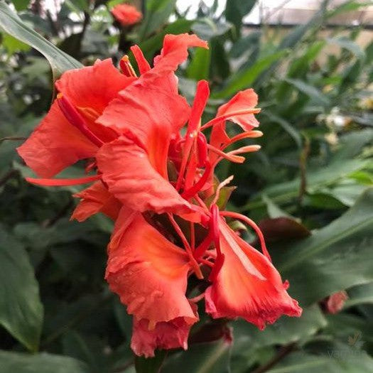 Hedychium greenei 14cm 2