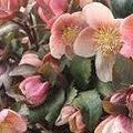 Helleborus Pink Frost