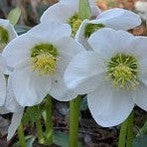 Helleborus Snow Love 1