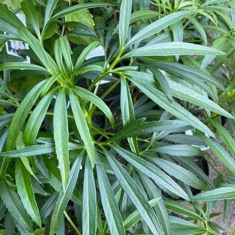 Helleborus foetidus 2