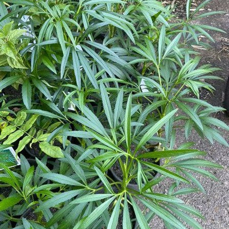 Helleborus foetidus 3