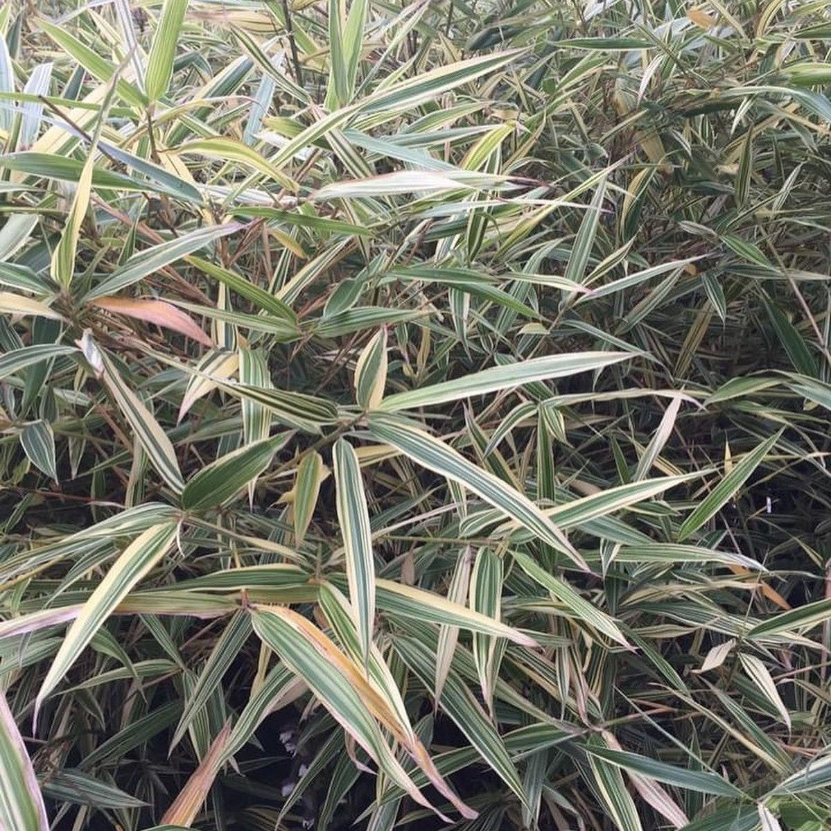 Hibanobambusa tranquillans Shiroshima 1