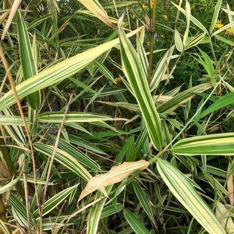 Hibanobambusa tranquillans Shiroshima 3