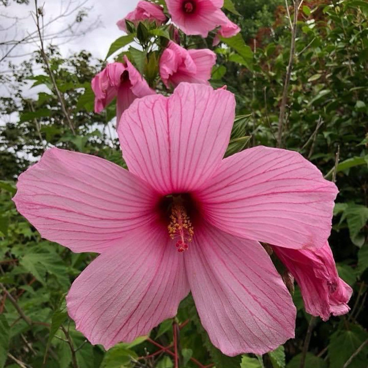 Hibiscus moscheutos Ascot Pink 1