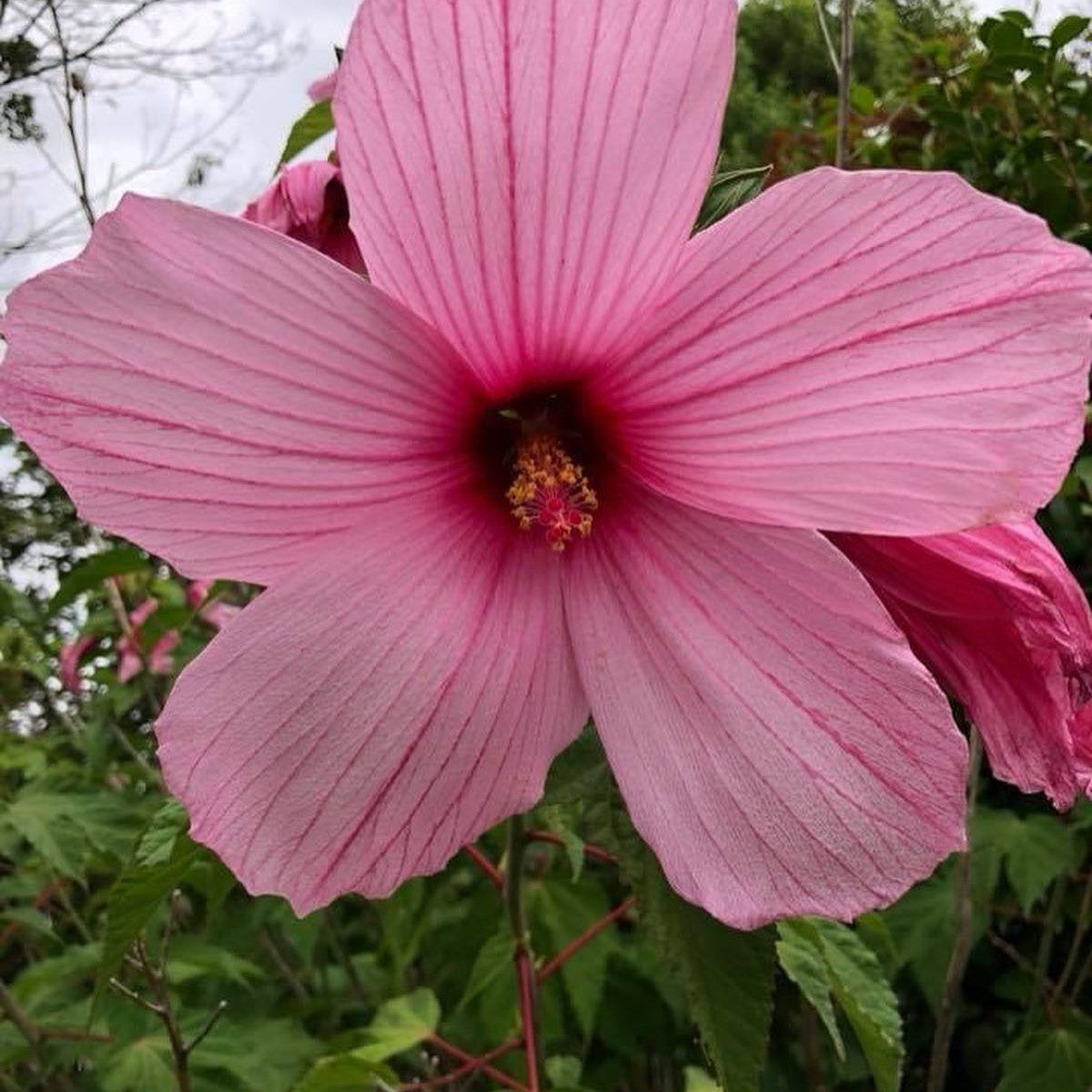 Hibiscus moscheutos Ascot Pink 2