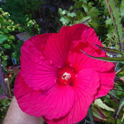 Hibiscus moscheutos Davis Creek 1