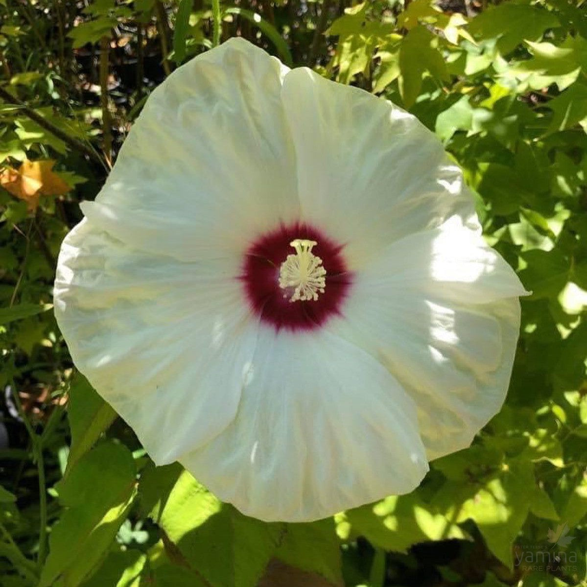 Hibiscus moscheutos Moondance 2