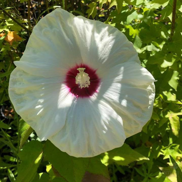 Hibiscus moscheutos Moondance 3