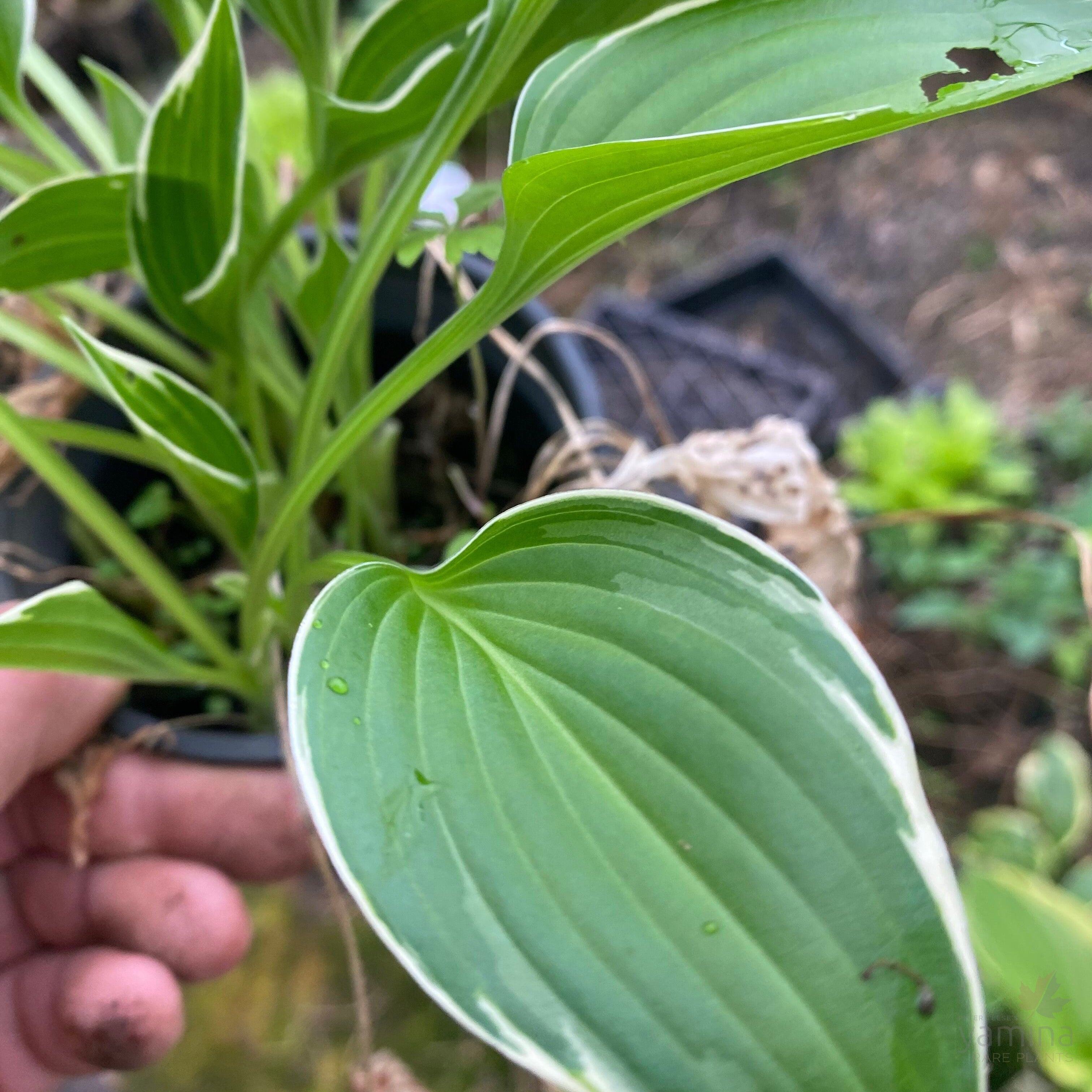 Hosta Allan P. McConnell