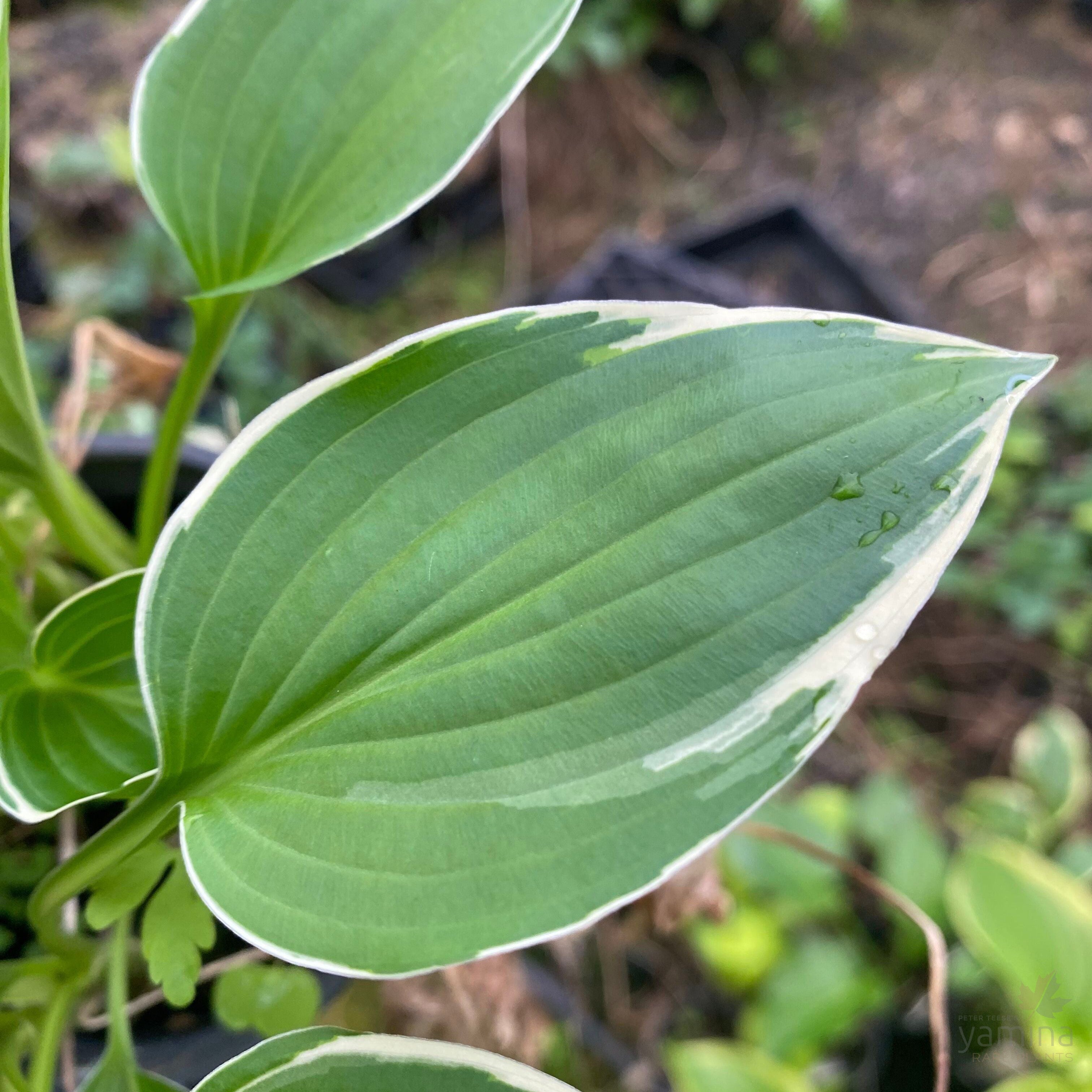 Hosta Allan P. McConnell 2
