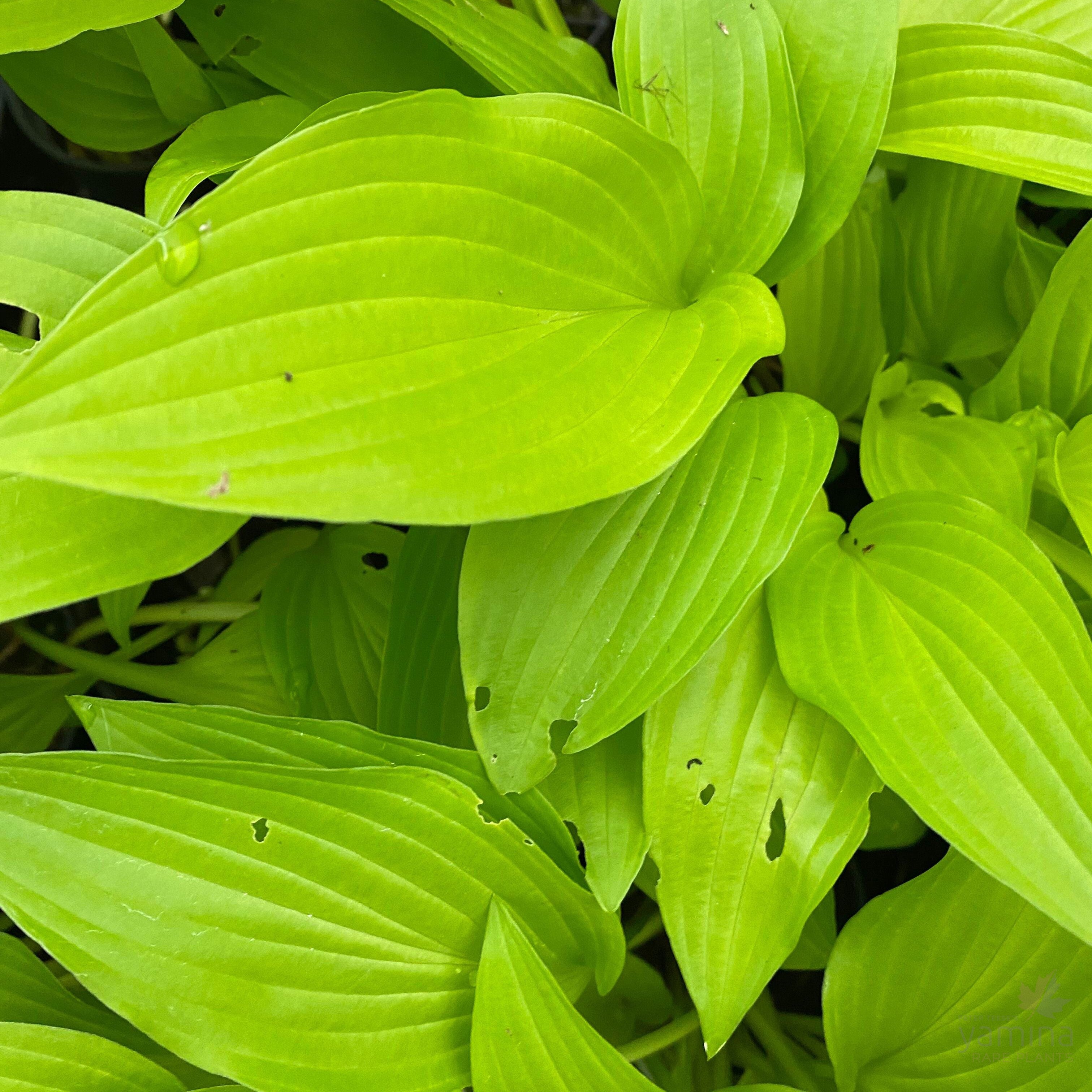 Hosta Purple and Gold 1