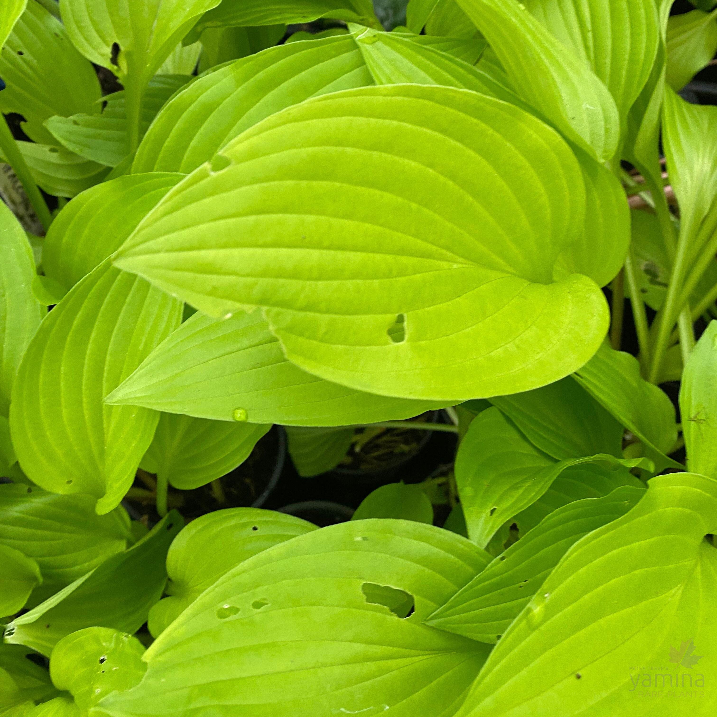Hosta Purple and Gold 2