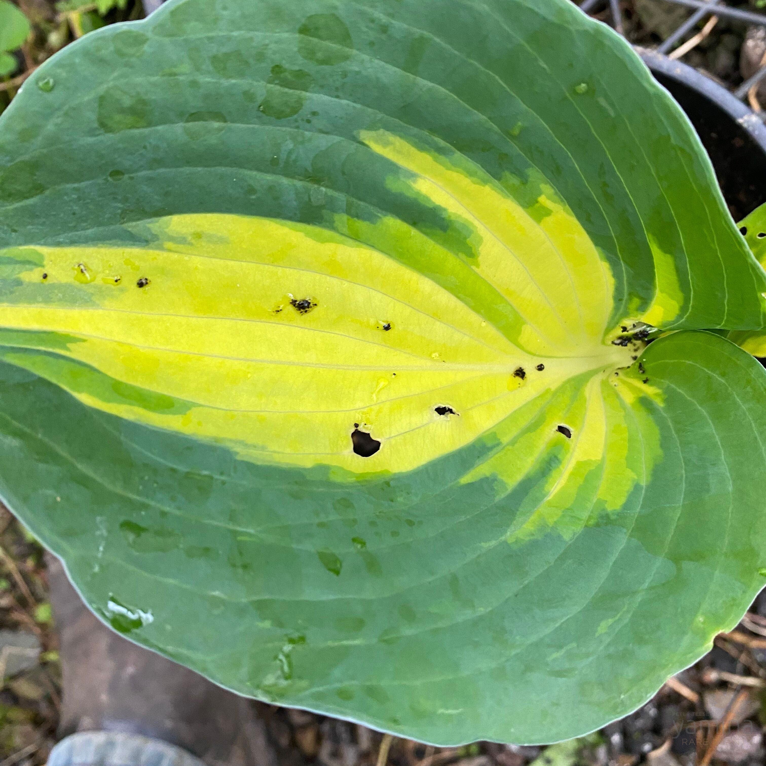 Hosta hybrid Beach Boy 1