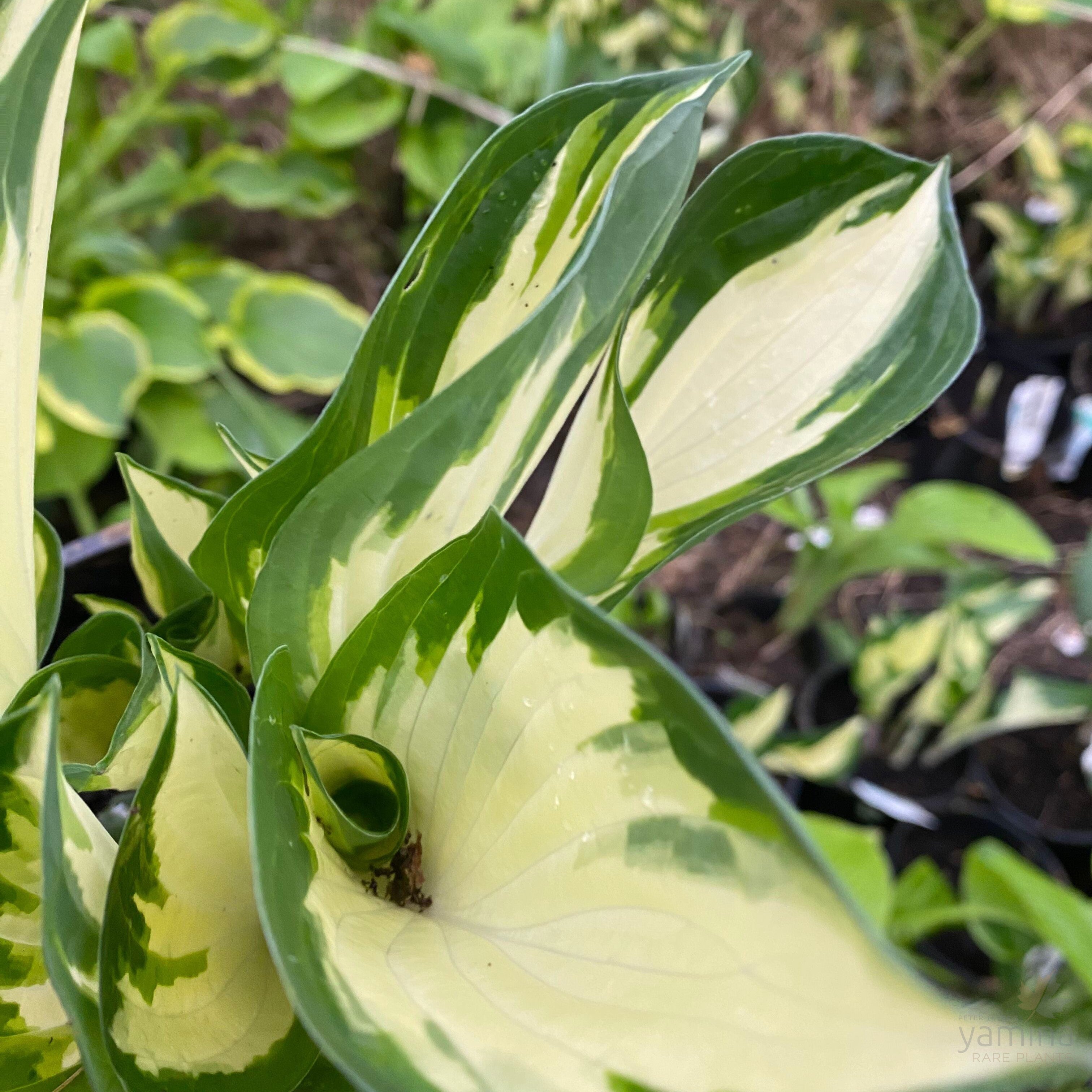 Hosta hybrid Fire and Ice 1